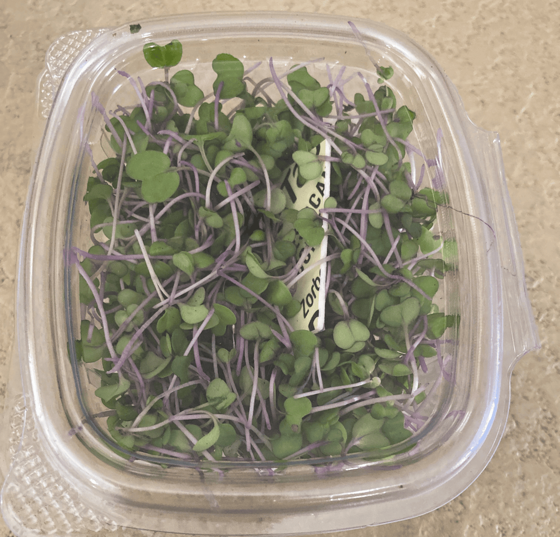 Keeping It Crisp: How Zunsol Micro-Greens Masters Moisture Control with Zorbette Dri-Tabs - Zorbette Dri-Tabs